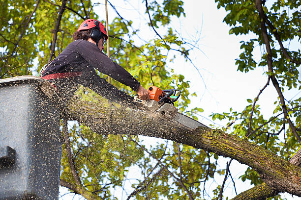 Best Emergency Tree Removal  in Waynesboro, GA